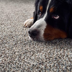 Mollies turn blue waltz | Custom Floors